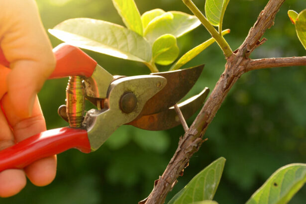 best time to prune trees