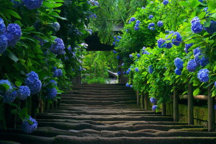 blue flowering trees