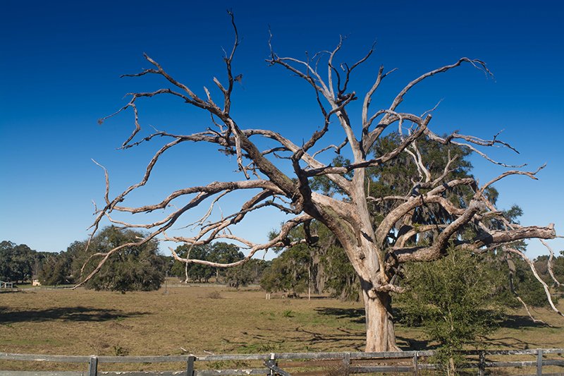 dead oak tree