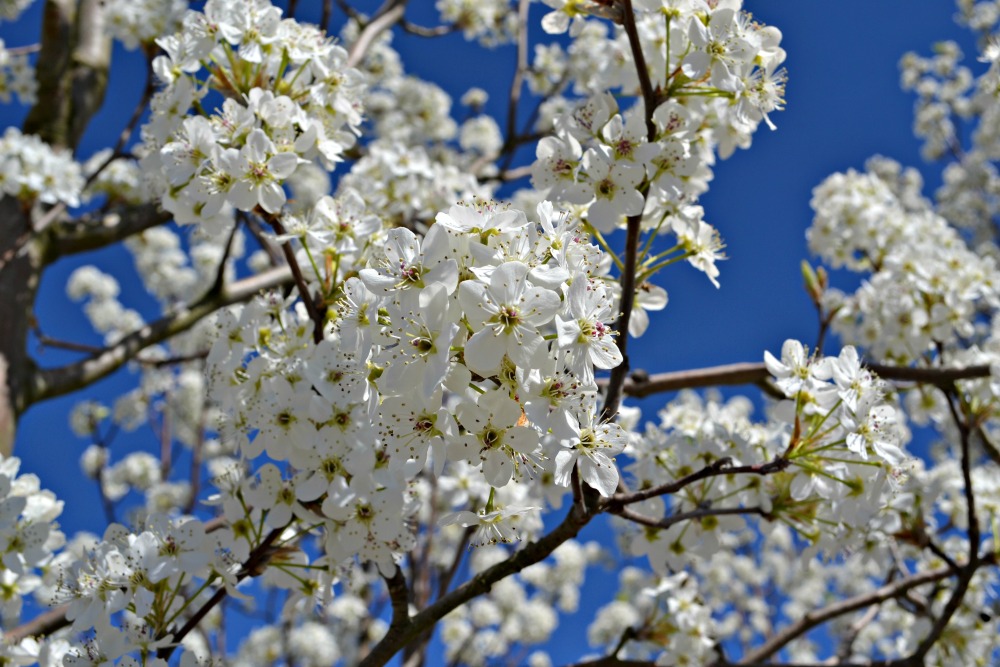 early spring white flowering trees