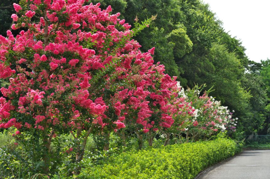 flower tree