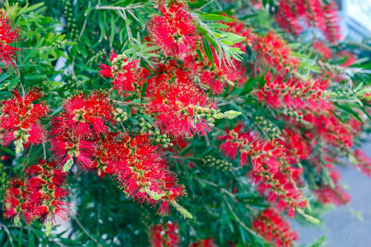 flower tree plant