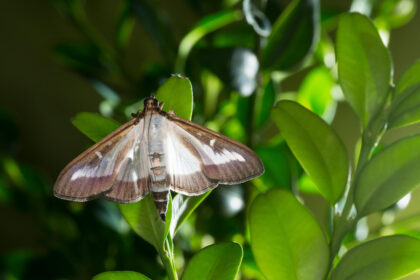 moth repellent tree