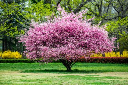 pink flowering trees in florida