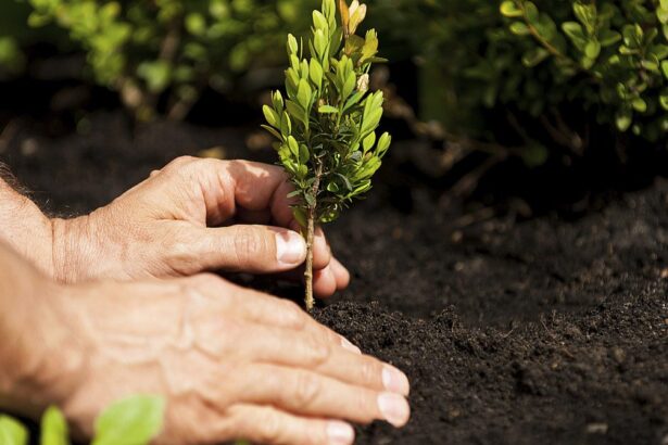 tree growth regulator