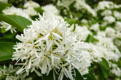 tree with big white flowers