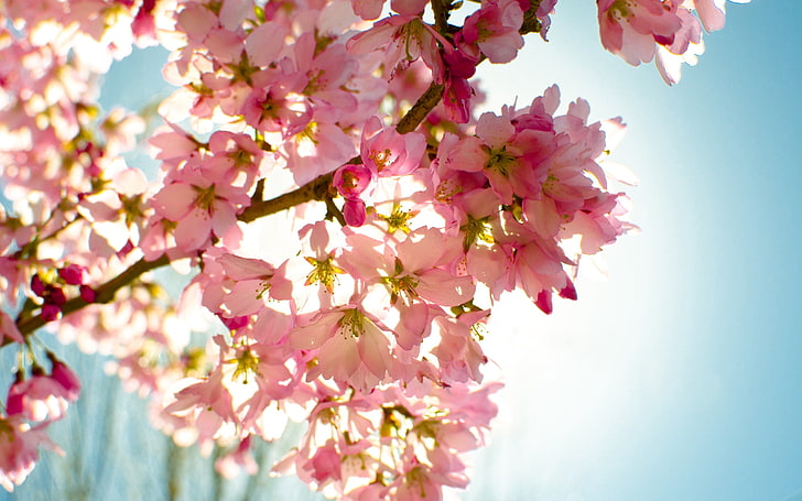 trees with pink and blue leaves