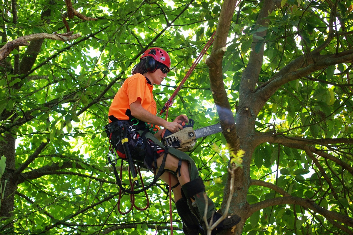 what is an arborist