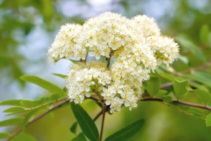 white flowering trees