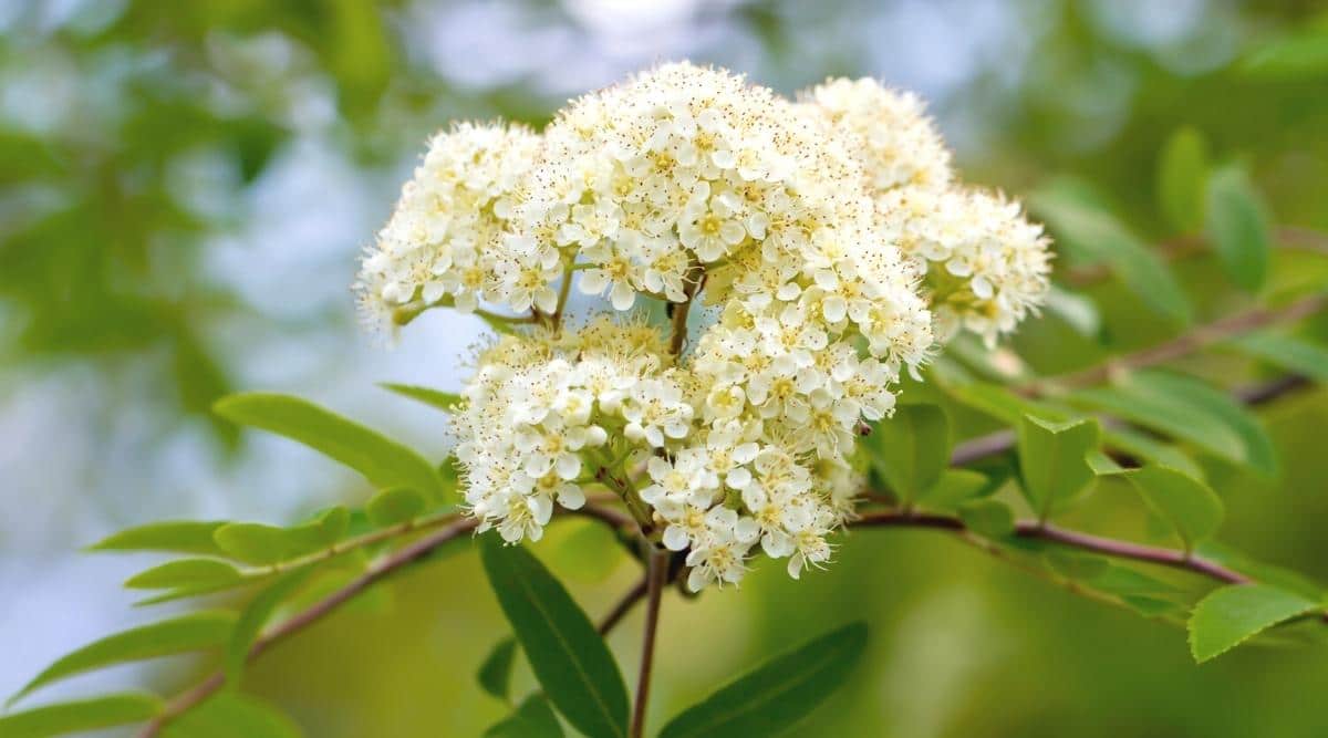 white flowering trees